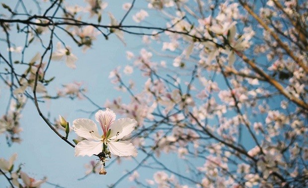 春にちなんだ不朽の名曲