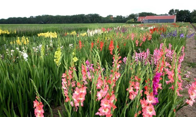 ラムビエン高原にある花の村