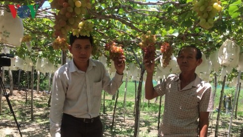 Festival Buah Anggur dan Minuman Anggur Ninh Thuan 2019 menarik para  wisatawan”