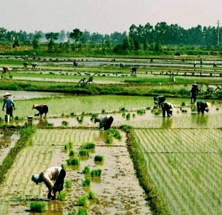 Bel exemple dans la promotion de l'agriculture dans les pays en développement