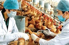 Prévention et lutte contre les grippes aviaires H5N1 et H1N1