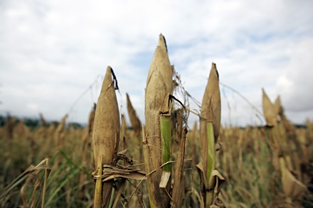 Vietnam-France conference on environment, climate change, agro-fishery