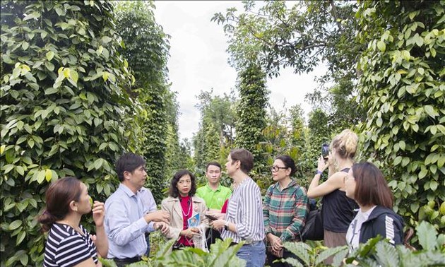 Sustainable pepper production promoted in Central Highlands