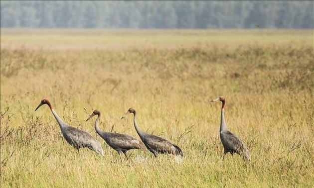 Red-crowned cranes to be raised in Tram Chim National Park 