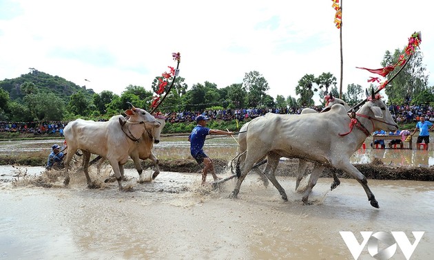 Ox racing festival, a community sport of Khmer people