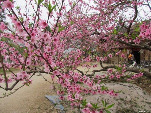 Tet welcoming in the north and south