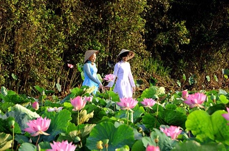 Lotus flowers, the symbol of Dong Thap’s tourism