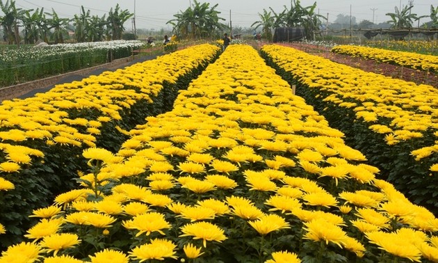 Tay Tuu flower village on the days before Tet