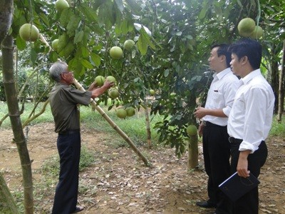 Tay Ninh farmers make a fortune thanks to loans based on the production link group model