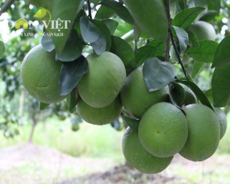 Phung Hiep farmers in Hau Giang promote Xoan orange brand  