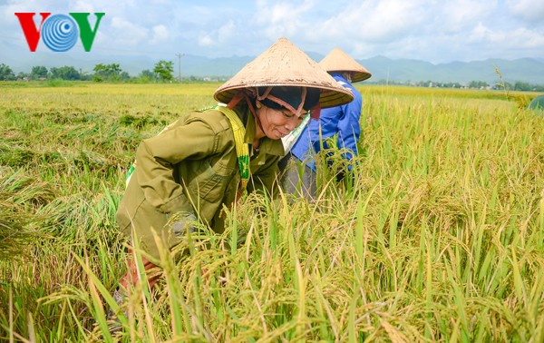 Vietnam applies SRP rice production standards to increase competitiveness