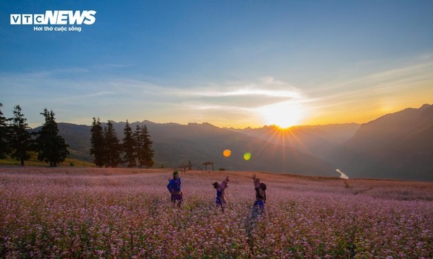 Ha Giang grassland beautiful in buckwheat flower season