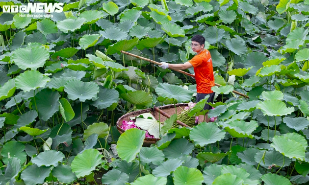 Hanoi’s lotus season returns, filling West Lake with color and scent
