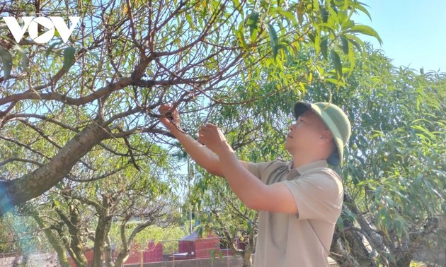 Cam Gia peach village recovers from floods, readies for Tet 2026