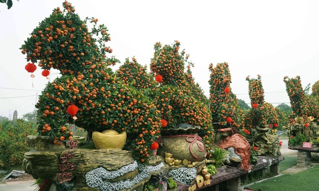 Kumquat market sweeps Vietnam as Tet nears