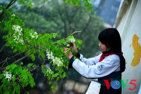 讲武湖边的白色黄檀树花