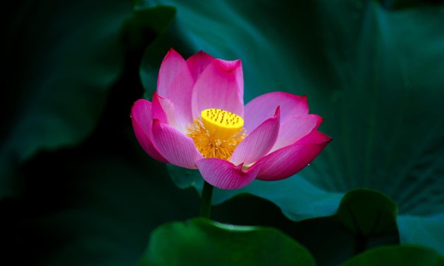 Emergence of colourful flowers in Hanoi mark arrival of summer