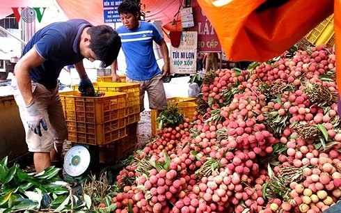 Hai Duong exporte 9.500 tonnes de litchis