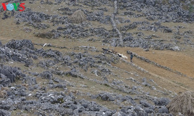 Le plateau karstique de Dông Van à Hà Giang