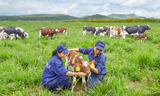 Vinamilk: fer de lance de l’industrie laitière vietnamienne