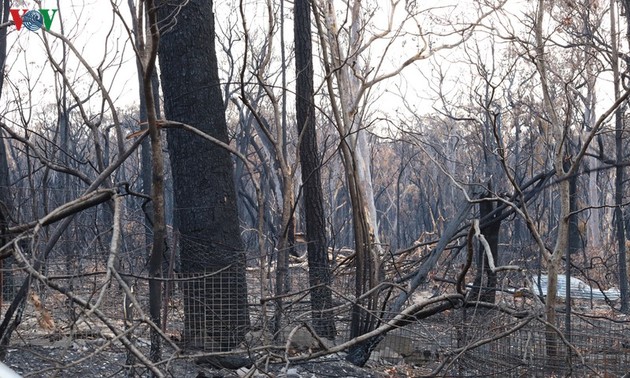 Feux en Australie: 24 personnes arrêtées pour incendie volontaire