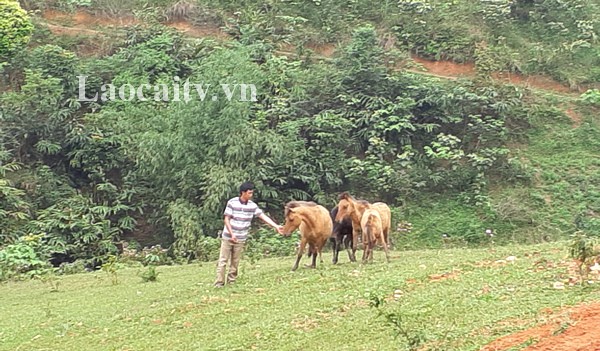 À Tùn Trên, un remède de cheval contre la pauvreté  