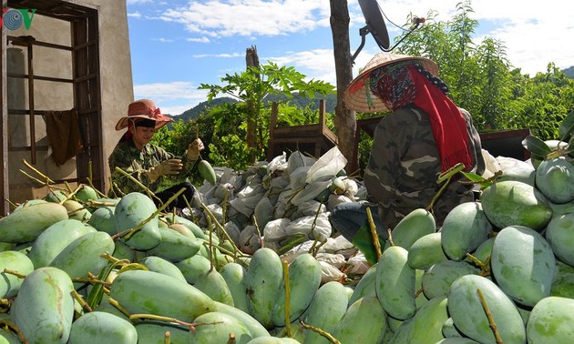 Exportations de la mangue de Son La vers des marchés exigeants