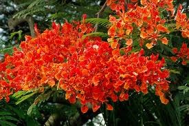 ベトナムの春、夏、秋、冬の風景を描いた歌