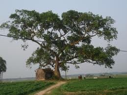 故郷をテーマにした歌