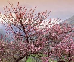 ベトナム春の美しさが伝わる新しい歌