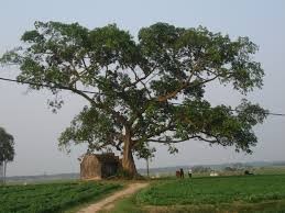 故郷のメロディー