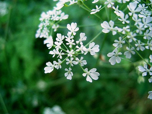 ベトナムで人気があるポップス