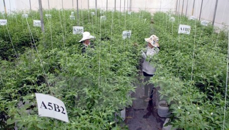 ホーチミン市のハイテク農業の発展