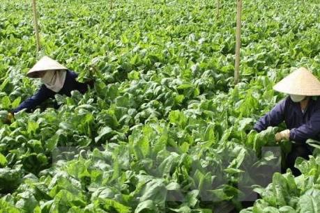 農水産物、食品に関する日越の連携