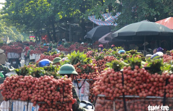 日本へ初輸出されるバクザン省のライチ