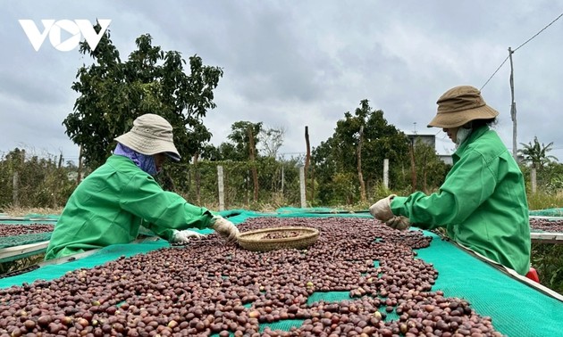 ダクラク省の農産物の輸出市場の拡大 