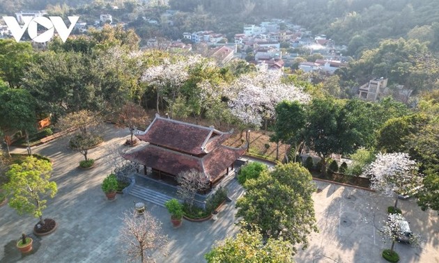 北部ソンラ省の山々を彩るバンの花