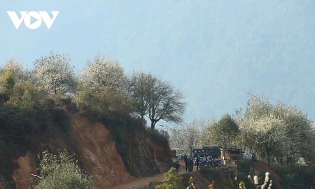 西北部のソンチャ花祭りが華やかに開催