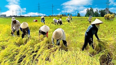 “健全九龙江平原地区科技联合会组织机构”研讨会在永隆省举行