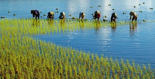 红河平原地区农业与农村投资促进论坛在宁平省举行