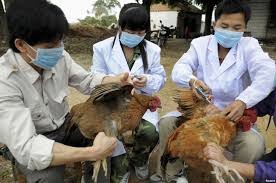 越南仍未发现家禽感染H7N9禽流感病例 