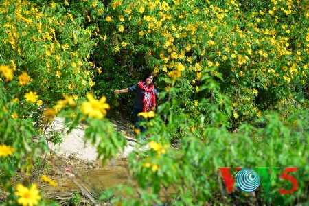 西北山谷美丽的肿柄菊