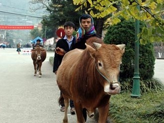 河江省苗旺县独特的家畜集市