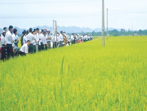 太平省瑞文乡开展新农村建设的情况