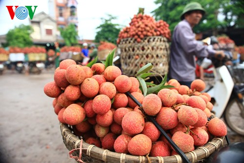 今年陆岸荔枝（Vai Thieu Luc Ngan）丰收