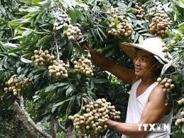 巴地头顿省采用VietGap认证标准种植小艇金米龙眼发挥农园经济的潜力