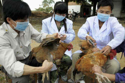 越南未发现家禽感染甲型H5N8禽流感病毒