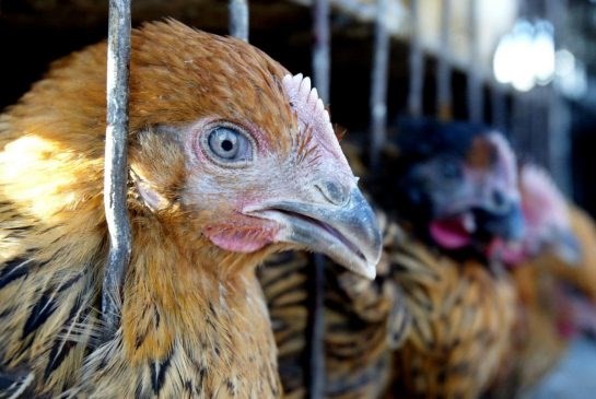 中国广东省报告1例人感染H7N9禽流感确诊病例