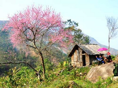 老街省沙坝的浪漫山谷—芒花