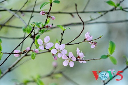 甲午年底漫步首都河内的心脏还剑湖